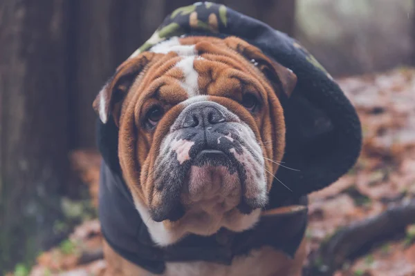 Mooi Portret Van Engels Bulldog Buiten — Stockfoto