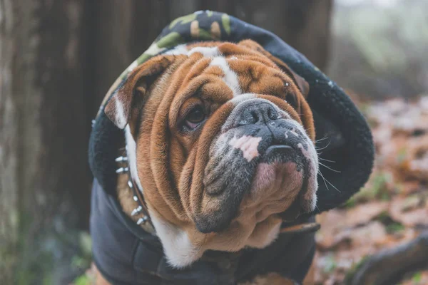 Mooie Engels Bulldog Portret Outdoor Selectieve Focus — Stockfoto