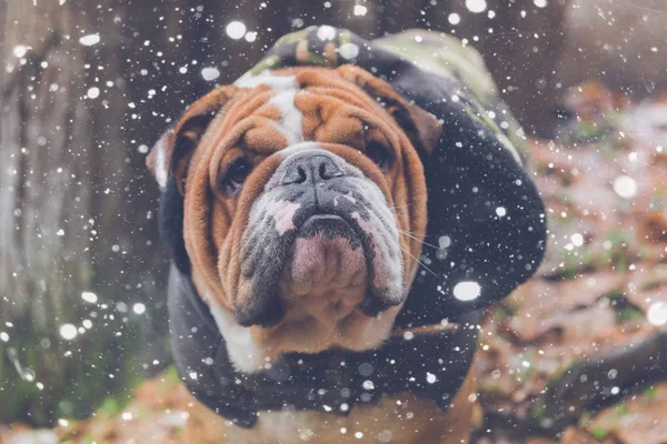 Retrato Bullldog Inglês Bonito Dia Neve — Fotografia de Stock