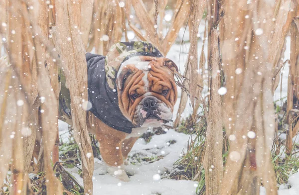 Cute Angielski Bulldog Portret Dnia Śniegu Selektywny Fokus — Zdjęcie stockowe