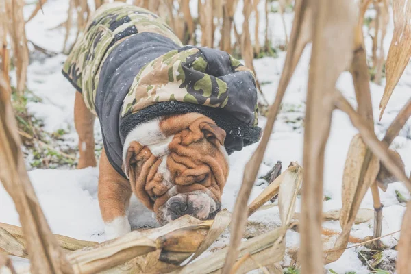 Porträt Einer Verspielten Englischen Bulldogge Bei Schneebedecktem Himmel — Stockfoto