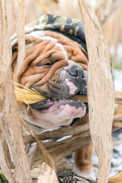 English Bulldog Biting Stick Outdoor Selective Focus — Stock Photo, Image