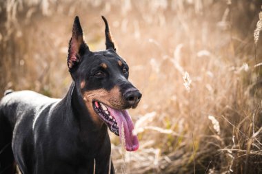 Güzel Doberman pinscher köpek açık, seçici odak portresi 