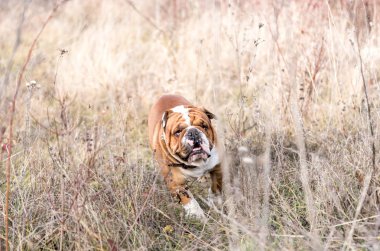 İngilizce bulldog çalışan bulanık hareket 