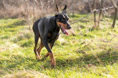 Park, seçici odak çalışan kadın Doberman pinscher 