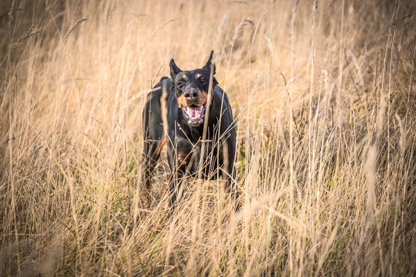 Retrato Perro Doberman Pinscher Ladrando Enfoque Selectivo — Foto de Stock