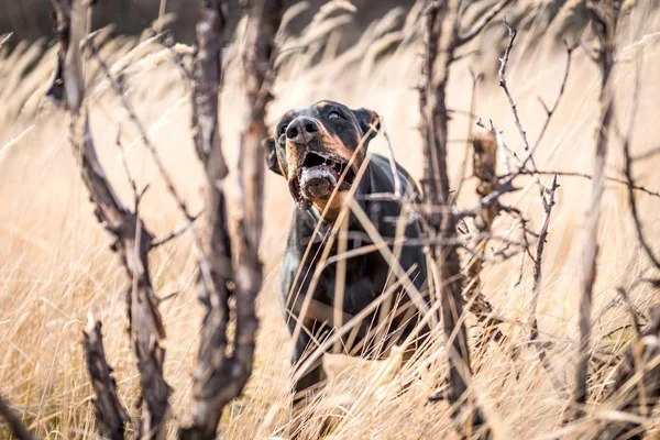 Portait Abbaiare Doberman Pinscher Cane All Aperto Messa Fuoco Selettiva — Foto Stock