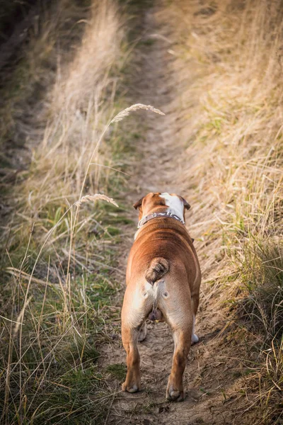 Bulldog Anglais Regardant Sur Route — Photo