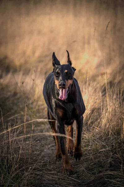 Vrouwelijke Dobermann Pinscher Hond Wandelen Outdoor Selectieve Focus — Stockfoto