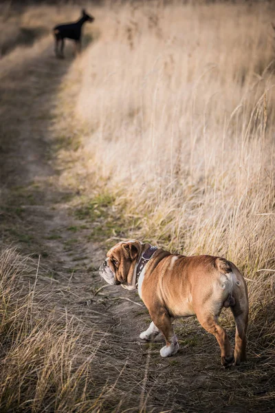 Chiens Marche Plein Air Sur Terrain Mise Point Sélective — Photo