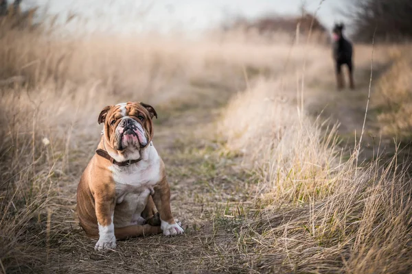 Bulldog Inglese Posa All Aperto Con Doberman Pinscher Background Messa — Foto Stock