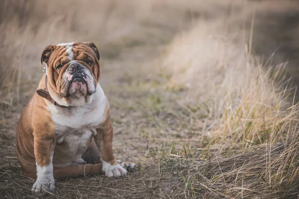 Portrait Bulldog Ennuyé Plein Air Mise Point Sélective — Photo