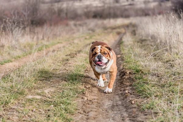 English Bulldog Walking Road Selective Focus — Stock Photo, Image