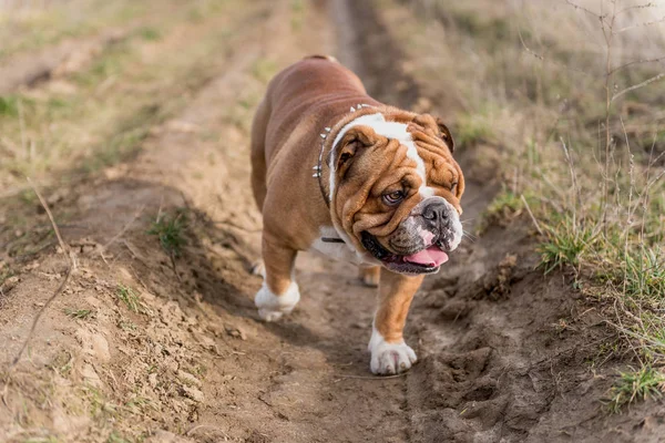 Bulldog Inglés Disfrutar Campo Enfoque Selectivo —  Fotos de Stock