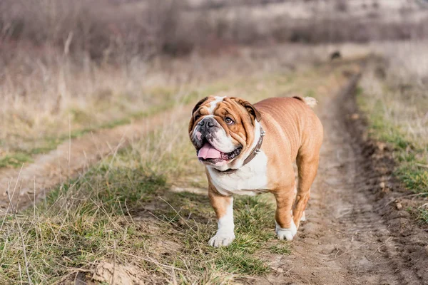 English Bulldog Enjoy Beautiful Day Field Selective Focus — стоковое фото