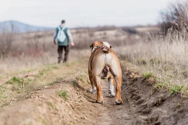Bulldog Inglés Caminando Con Dueño Enfoque Seelctive —  Fotos de Stock