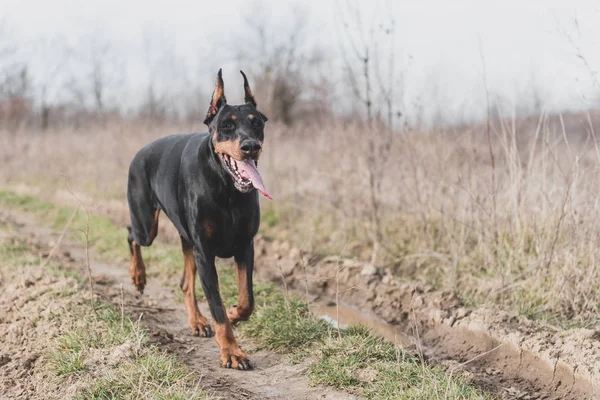 Mujer Doberman Pinscher Caminando Campo Enfoque Selectivo —  Fotos de Stock