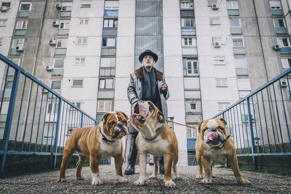 Portrait Homme Dangereux Avec Trois Bulldogs Mise Point Sélective — Photo