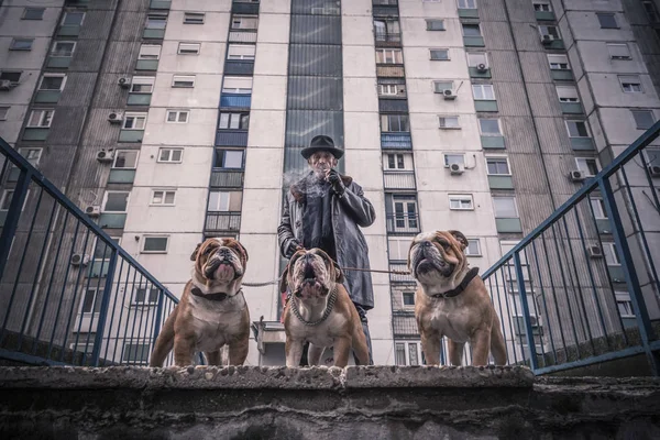 Portrait of dangerous man and three English bulldogs,selective focus