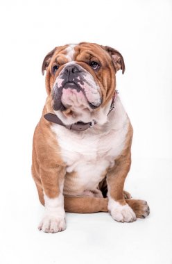 Beyaz arka plan üzerinde izole İngilizce bulldog portre 