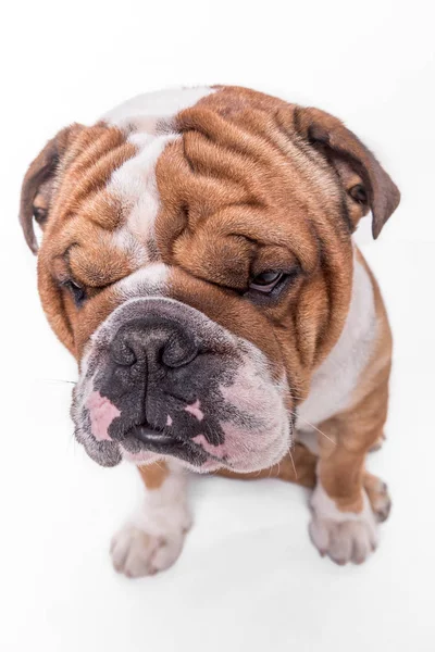 Close Portrait Bored English Bulldog Isolated White Background — Stock Photo, Image