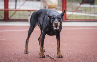 Doberman pinscher sopayla, seçici odak portresi 