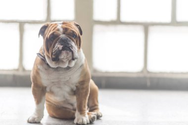 İngilizce bulldog poz, seçici odak ve boş yer
