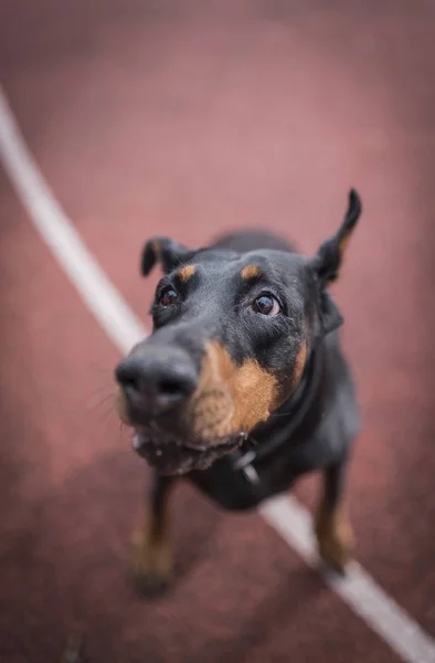 Portret Ładny Doberman — Zdjęcie stockowe