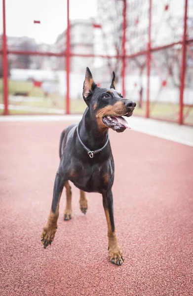 Portret Van Dobermann Pinscher Otdoor Het Basketbalveld Selectieve Aandacht — Stockfoto