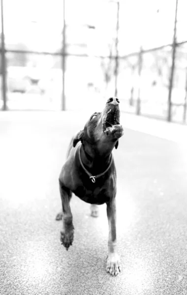 Portrait of scary doberman pinscher in black and white,selective focus
