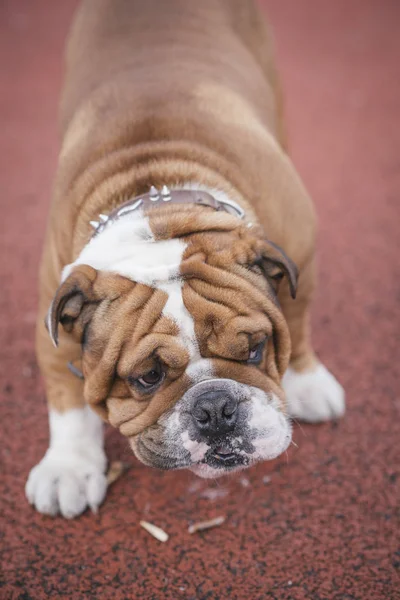 Engels Bulldog Bijten Stick Selectieve Aandacht — Stockfoto