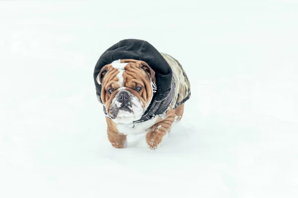 Engelsk Bulldogg Kör Snön — Stockfoto