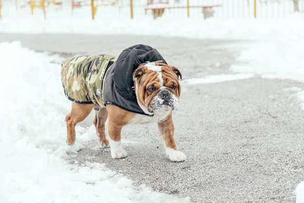 Bulldog Inglés Paseando Parque Durante Clima Frío —  Fotos de Stock