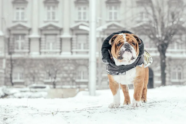 Bulldog Inglês Posando Durante Tempo Neve Foco Seletivo Espaço Branco — Fotografia de Stock