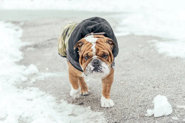 Cute Bulldog Inglese Passeggiare Nel Parco — Foto Stock