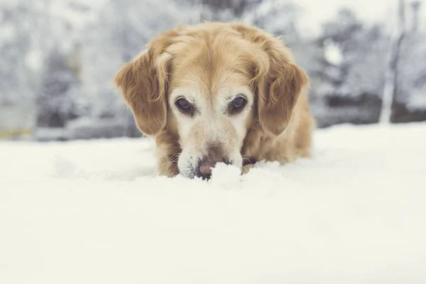 Portrait of hiding dog in the snow,selective focus