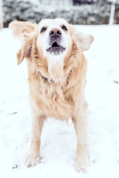 Bellender Golden Retriever Freien Selektiver Fokus — Stockfoto