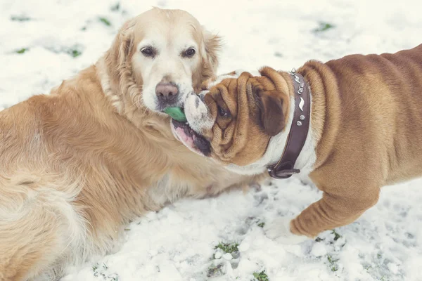 Engels Bulldog Golden Retriever Garbing Bal Selectieve Aandacht — Stockfoto