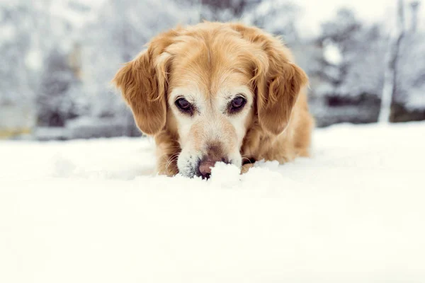 Portrait of the cute dog hiding in snow,selective focus