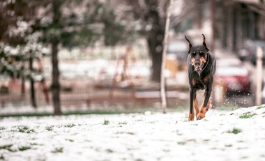 Ağız, seçici odak sopayla doberman çalışan portre 