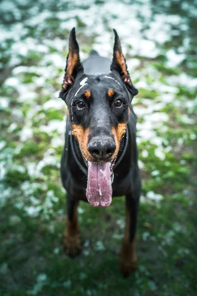 Portret Van Doberman Outdoor Selectieve Focus — Stockfoto