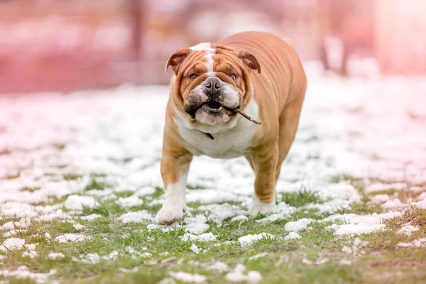 Porträt Einer Glücklichen Englischen Bulldogge Freien Selektiver Fokus — Stockfoto