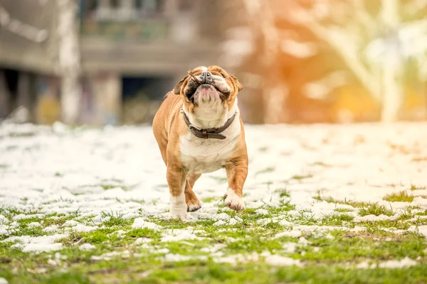 Bulldog Med Träpinne Körs Fältet Selektiv Fokus — Stockfoto