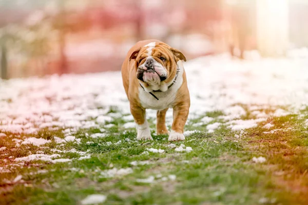 Divertido Bulldog Inglés Corriendo Campo Enfoque Selectivo —  Fotos de Stock