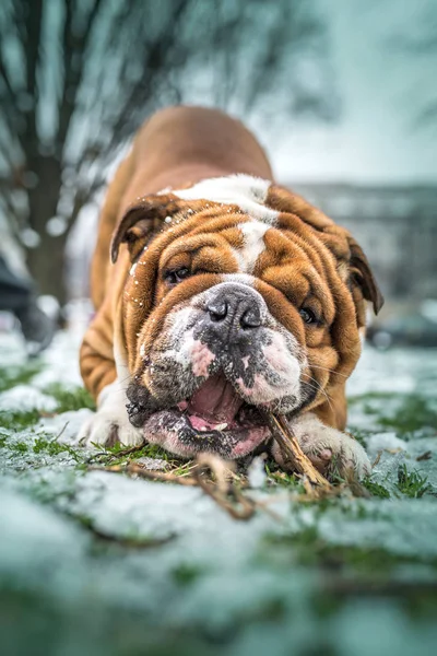 Buldogue Inglês Engraçado Que Joga Com Vara Madeira Foco Seletivo — Fotografia de Stock