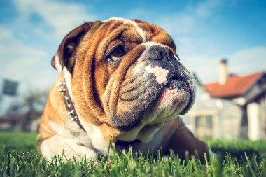 İngilizce bulldog, seçici odak portre kadar kapatın 