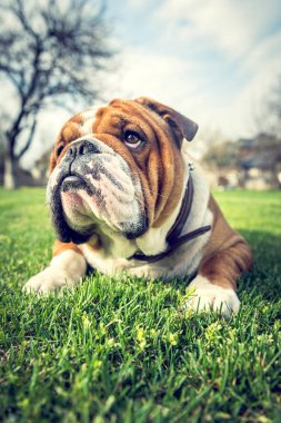 İngilizce bulldog çim, seçici odak döşeme açık 