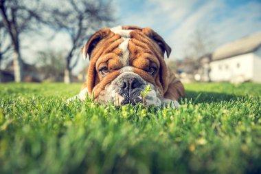 İngilizce bulldog ot, seçici odak gizleme 