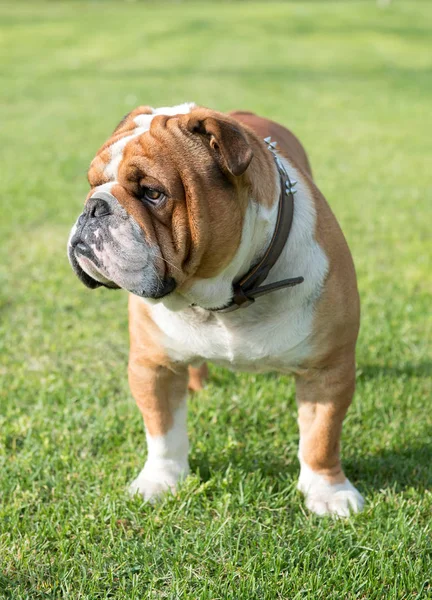 Young English Bulldog Outdoor Green Grass Selective Focus — стоковое фото