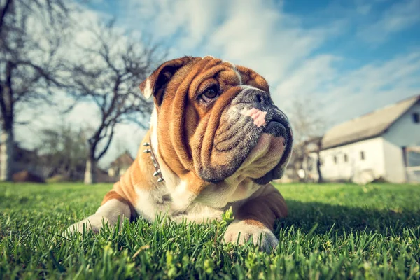 Carino Giovane Bulldog Inglese Posa Messa Fuoco Selettiva — Foto Stock